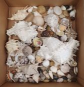Quantity of assorted shells and hardstone pebbles