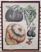 Three framed botanical prints of vegetables by Vilmorin Andrieux Cie., each 62cm x 48cm