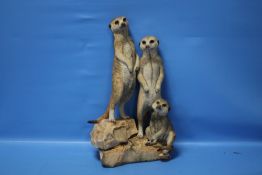 COUNTRY ARTIST'S SCULPTURE OF MEERKATS