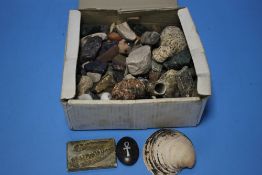 A QUANTITY OF ASSORTED STONES, SHELLS ETC.