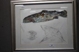 A MOVEMENT SKETCH OF A RAINBOW TROUT