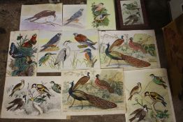 A COLLECTION OF MIXED MEDIA ORNOTHALOGICAL AND BUTTERFLY STUDIES SIGNED P L DAY AND N K DAY