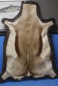 A SPRINGBOK PELT