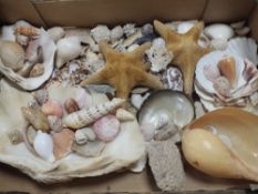 A TRAY OF ASSORTED SEASHELLS, STARFISH ETC.