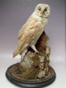 A TAXIDERMY BARN OWL REALISTICALLY PERCHED ON A TREE STUMP, ebonised base, under a glass dome,