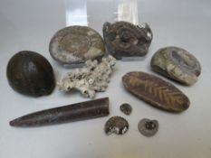 A SMALL SELECTION OF FOSSILIZED AMMONTIES, varying sizes. together with a fossilized sea urchin etc.