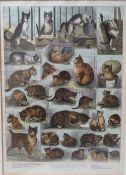 CIRCLE OF LOUIS WAIN (1860-1939). A coloured antique print,'Our Cats, A Domestic History', framed