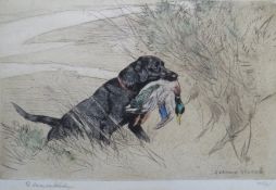 GEORGE VERNON STOKES (1873-1954) study of a Labrador fetching a mallard, signed in pencil lower