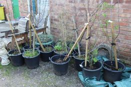 A SELECTION OF POTTED PLANTS