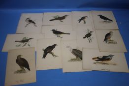 FORTY HAND COLOURED ENGRAVINGS OF BIRDS, (SOME TITLES HAVE BEEN ADDED IN INK)
