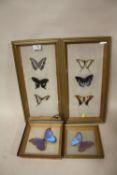 FOUR FRAMED AND GLAZED TAXIDERMY PINNED BUTTERFLY STUDIES