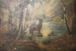 A GILT FRAMED OIL ON CANVAS OF STAGS IN THE WOODLAND SIGNED SIMCOX LOWER LEFT - 51 CM BY 38 CM