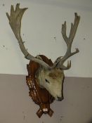 A WALL HANGING TAXIDERMY STUDY OF A STAGS HEAD MOUNTED ON CARVED OAK PLAQUE, WIDTH OF ANTLERS AT