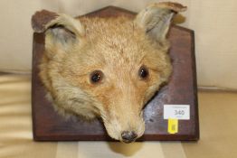 A TAXIDERMY STUDY OF A FOXES HEAD ON OAK MOUNT