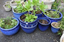 SEVEN BLUE GLAZED PLANT POTS LARGEST H-40 CM ( WITH CONTENTS )
