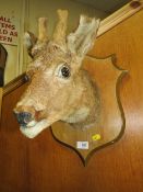 A TAXIDERMY STUDY OF A DEER HEAD, MOUNTED ON OAK SHIELD