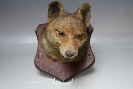 TAXIDERMY - FOX MASK MOUNTED ON AN OAK WALL SHIELD , approx. overall H 30 cm