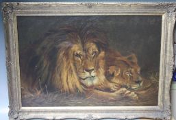 ENGLISH SCHOOL (XX). Study of a Lion and Lioness, oil on re-lined canvas, gilt framed, 50 x 75 cm