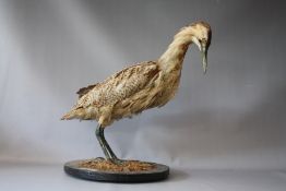 TAXIDERMY - A STANDING BITTERN BIRD MOUNTED ON AN WOODEN PLINTH , approx. overall H 50 cm