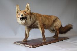 TAXIDERMY - A STANDING FOX MOUNTED ON AN WOODEN PLINTH , approx. overall L 93 cm