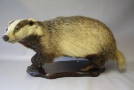 A TAXIDERMY MODEL OF A BADGER, raised on a shaped wooden plinth, approx. L 70 cm, H 33 cm