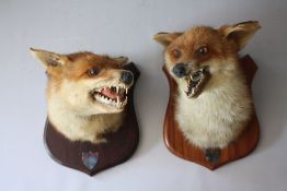 TAXIDERMY - A MATCHED PAIR OF FOX MASKS MOUNTED ON OAK WALL SHIELDS , tallest approx. overall H 27 c