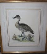 A SET OF FOUR COLOURED ORNITHOLOGICAL ENGRAVINGS, gilt framed and glazed, 25.5 x 20.5 cm