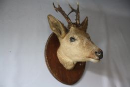 TAXIDERMY - DEER HEAD MOUNTED ON AN OVAL WOODEN PLAQUE , approx. overall H 50 cm