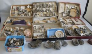 THREE TRAYS OF ASSORTED FOSSILS, to include gastropods, amonites etc
