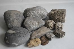 A COLLECTION OF FOSSILS MAINLY IN LARGE BOLDER FORM, to include a coprolite (fossilized poo)