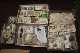 A LARGE COLLECTION OF ASSORTED SEA AND OTHER SHELLS