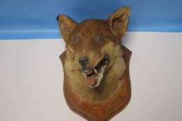A MOUNTED TAXIDERMY FOX HEAD