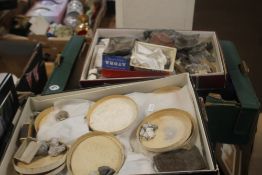 THREE TRAYS OF ASSORTED FOSSILS, to include gastropods, amonites etc