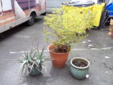 THREE OUTSIDE POTTED PLANTS INCLUDING TWO GLAZED PLANTERS