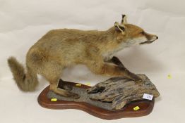 A TAXIDERMY FOX CUB ON A LOG