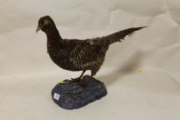 A TAXIDERMY GROUSE