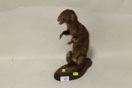 A TAXIDERMY STOAT