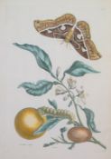 Merian, Matthäus: Zwei Blätter: Insekten auf Orangenzweig u.A.