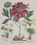Besler, Basilius 1561–1629: 