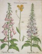 Besler, Basilius 1561–1629: Hieracium Peregrinum unmd Digitalis rubro und albo
