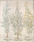 Besler, Basilius 1561–1629: Absinthium Vulgare, Pontium und Latisplium