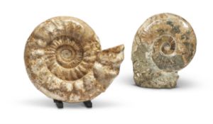 TWO AMMONITE FOSSILS