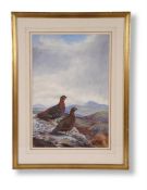 PHILIP RICKMAN (BRITISH 1891-1982), GROUSE ON A ROCK