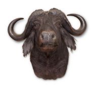 A PRESERVED CAPE BUFFALO