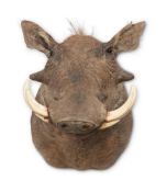 Y A PRESERVED COMMON WARTHOG