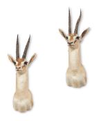 Y A PAIR OF PRESERVED THOMSON GAZELLES