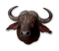 Y A PRESERVED CAPE BUFFALO