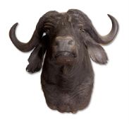 Y A PRESERVED CAPE BUFFALO