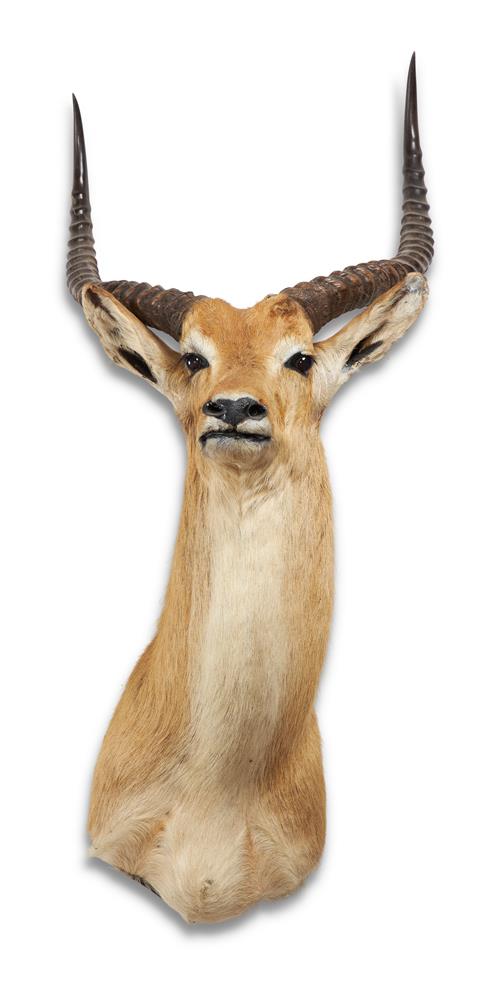 Y A PRESERVED IMPALA