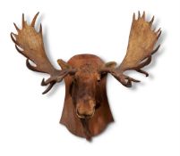 Y A PRESERVED BULL ELK OR MOOSE